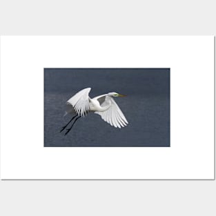 Great Egret - Florida Posters and Art